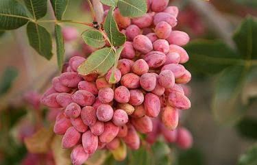 گرمازدگی عامل اصلی خسارت به باغ‌های پسته اردکان