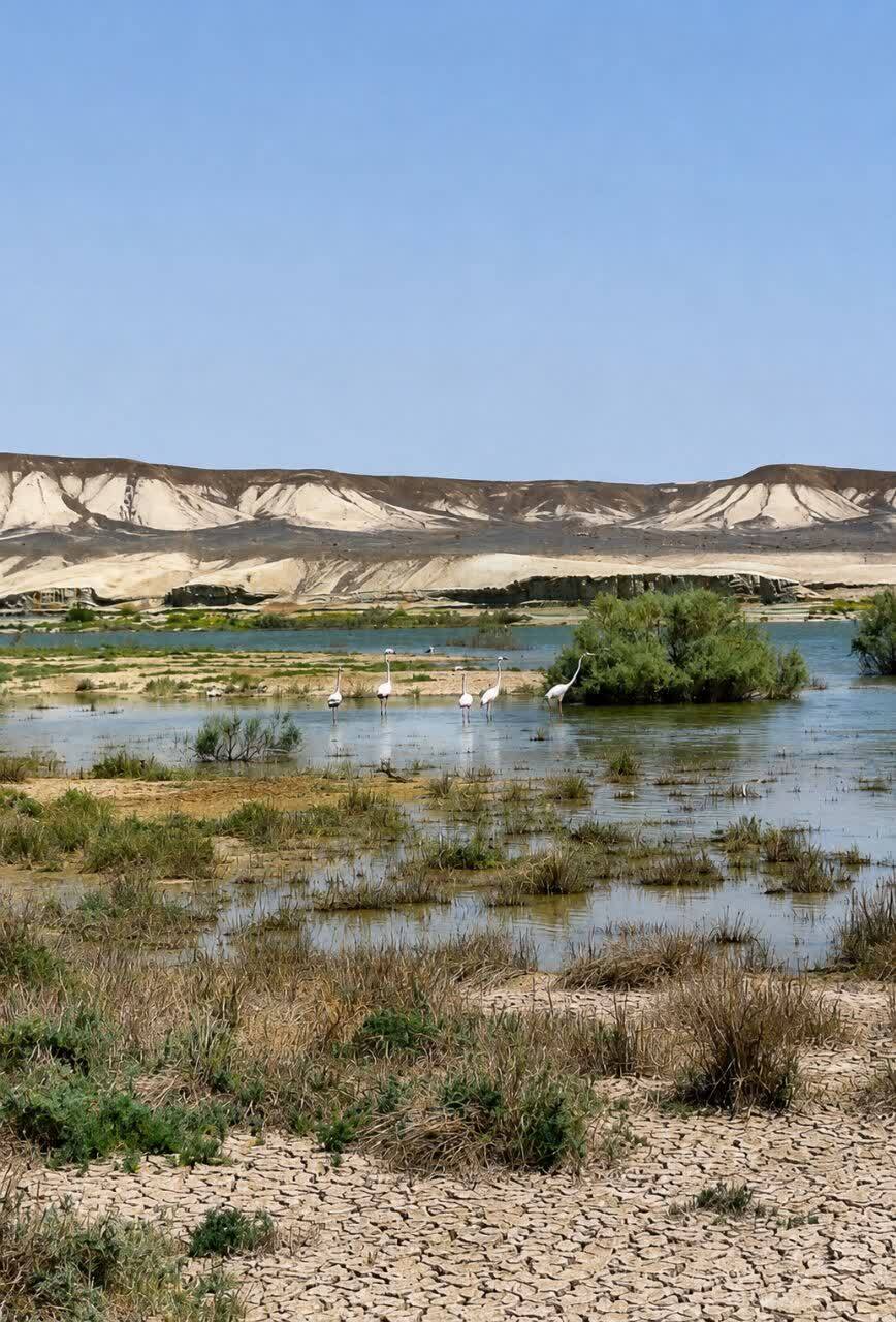 خبر یزد
