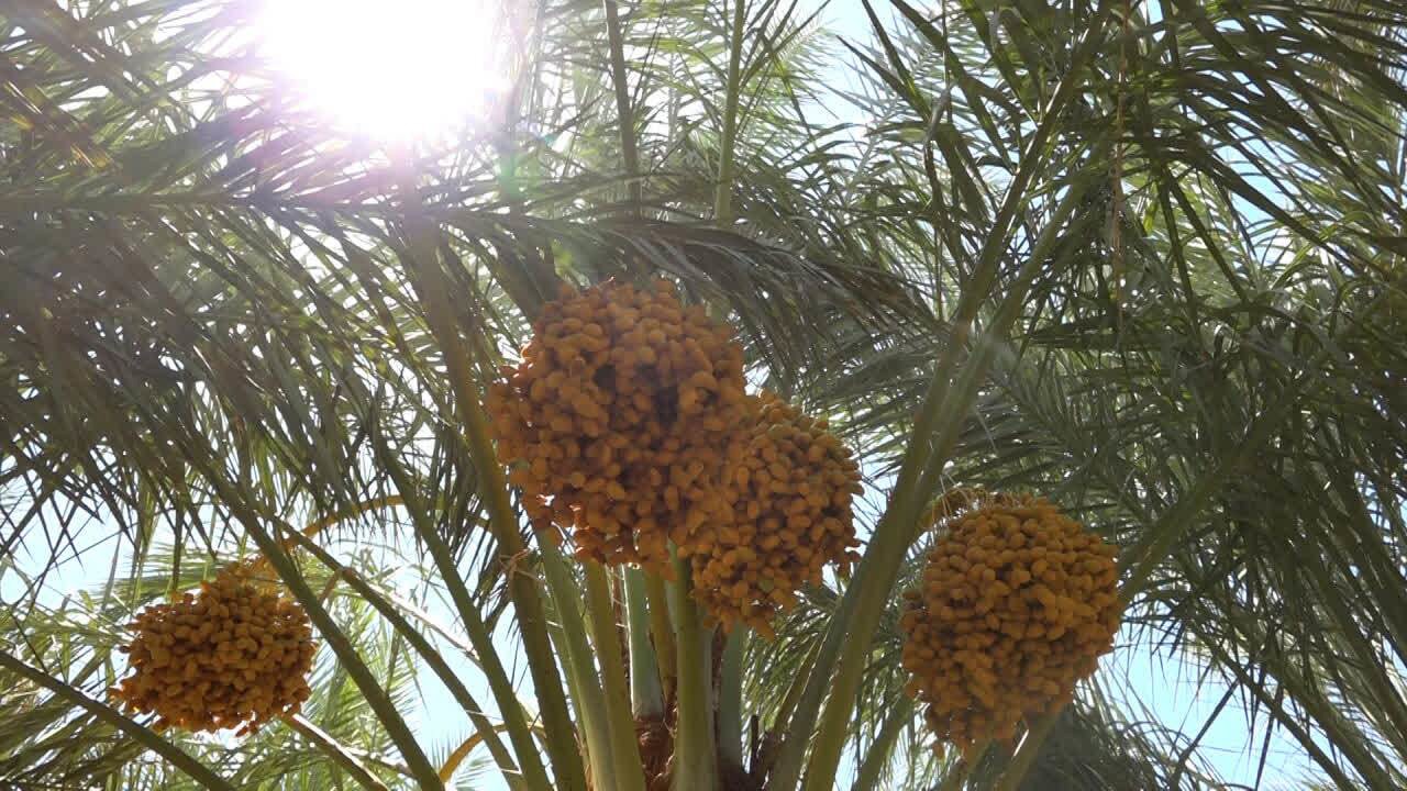 پیش‌بینی افزایش ۱۰ درصدی برداشت خرما در بافق