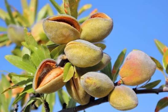 پیش‌بینی برداشت هزار تنی بادام در گاریزات