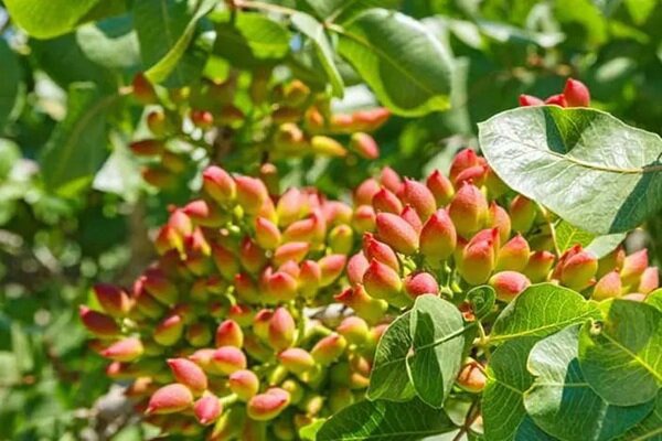 سارق ۴۰۰ کیلو پسته در خاتم دستگیر شد