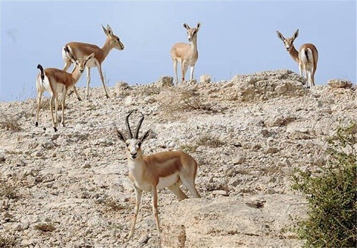 خبر یزد