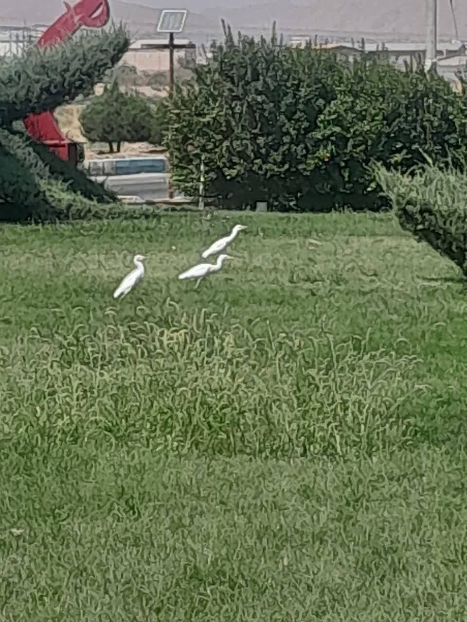 خبر یزد
