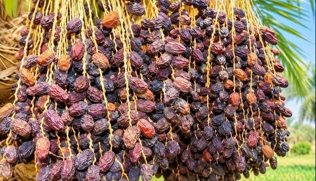 خشکیدگی خوشه، بزرگ‌ترین چالش تولید خرما در ایران