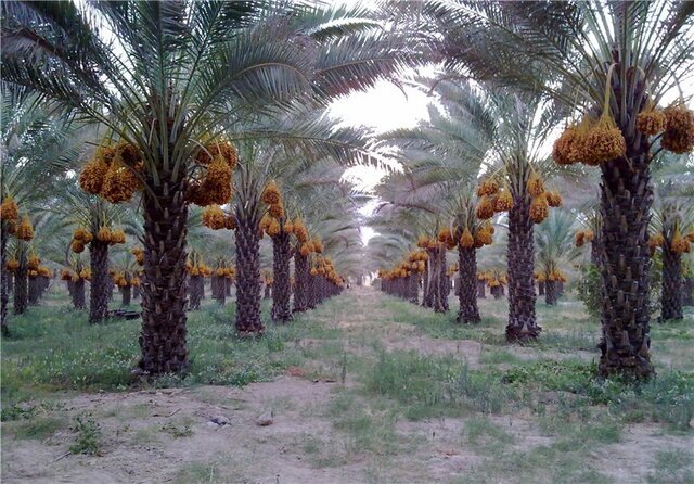 خبر یزد
