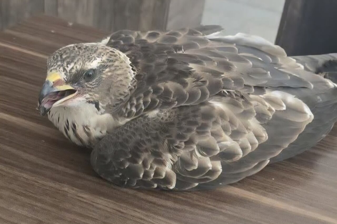 «سارگپه جنگلی» برای نخستین بار در بهاباد ثبت شد