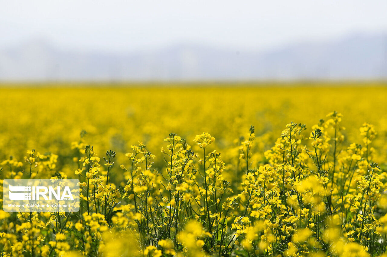 گلستان برای کشت ۶۵ هزار هکتار کلزا آماده می‌شود