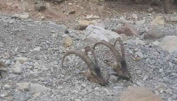 کشف لاشه ۲ کل بز در دنا؛ شناسایی شکارچیان پس از ۱۶ ساعت رصد محیط‌بانان