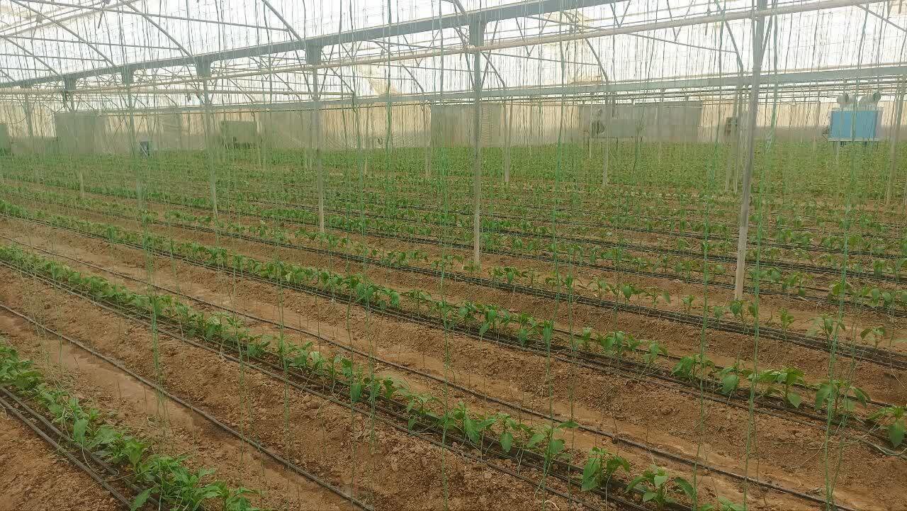 تأکید بر اهمیت ارتقای سلامت محصولات گلخانه‌ای