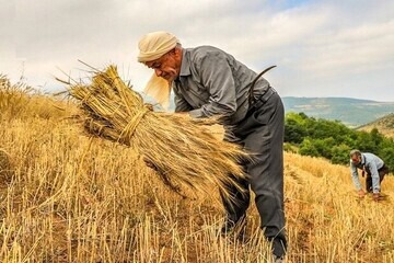 پرداخت بیش از ۲ هزار میلیارد ریال تسهیلات اشتغال روستایی در یزد