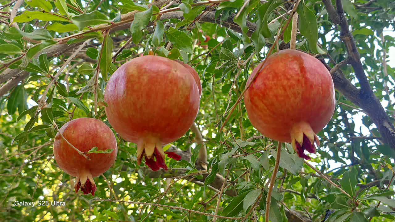 خبر یزد