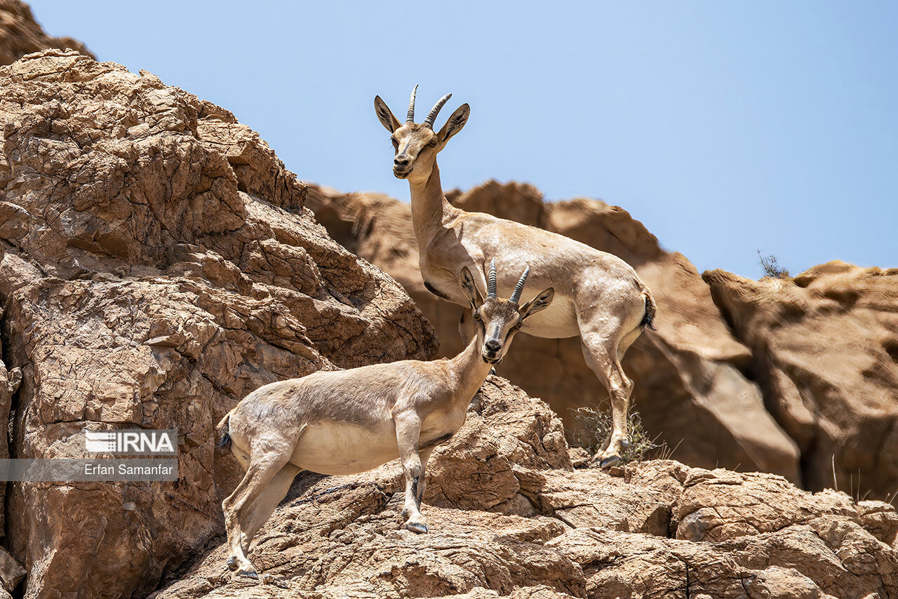 سارقان باغ‌وحش دزفول دستگیر شدند