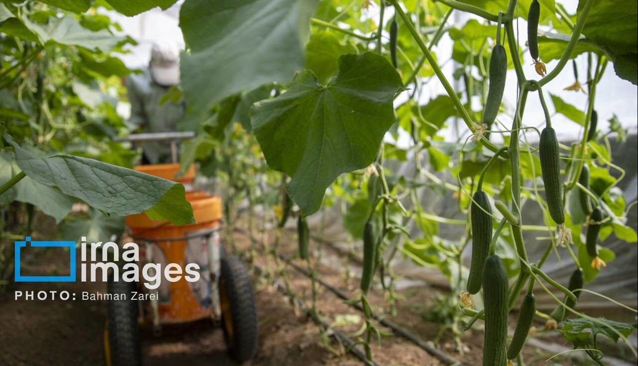 ۱۱۰ میلیارد ریال تسهیلات برای اشتغال روستایی خراسان شمالی اختصاص یافت