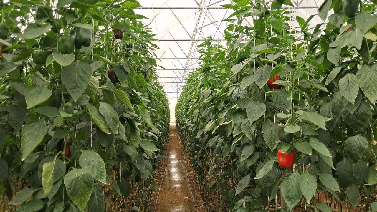 آغاز فرآیند صدور شناسنامه دیجیتال برای باغات و گلخانه‌های اشکذر