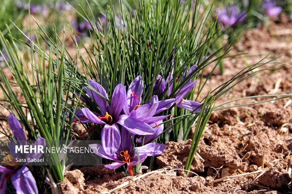 بهاباد از ۲۷ آبان میزبان جشنواره زعفران و «به» می‌شود